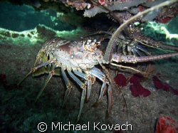 Lobster at night on the Inside Reef at Lauderdale by the Sea by Michael Kovach 
